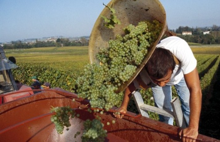 Balade dans les vignobles genevois