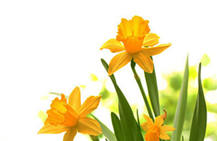 Balade de Pâques et Tulipes à Morges
