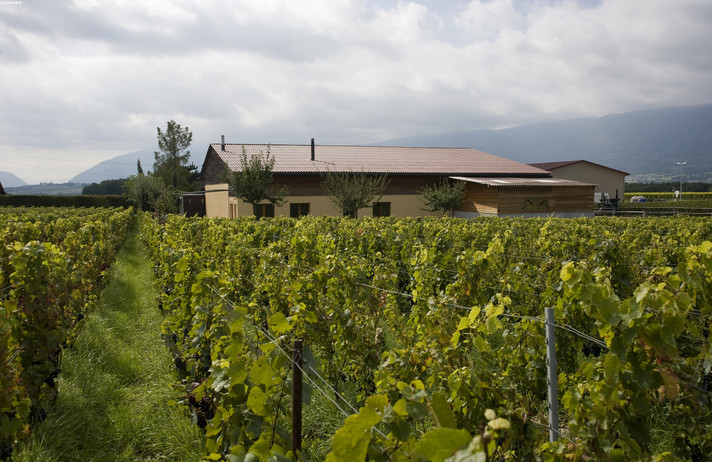 BALADE DANS LES VIGNOBLES GENEVOIS