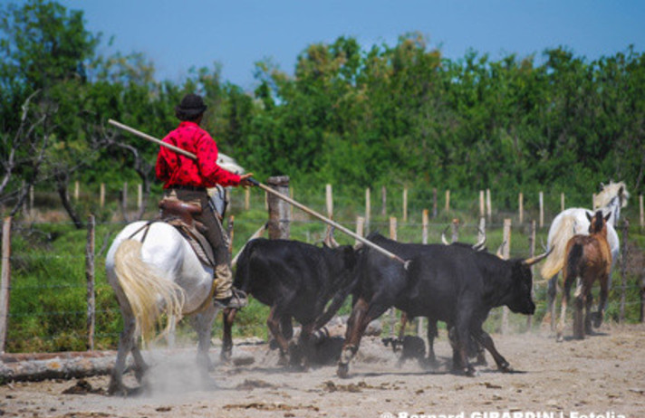 CAMARGUE - PAYS DES GARDIANS