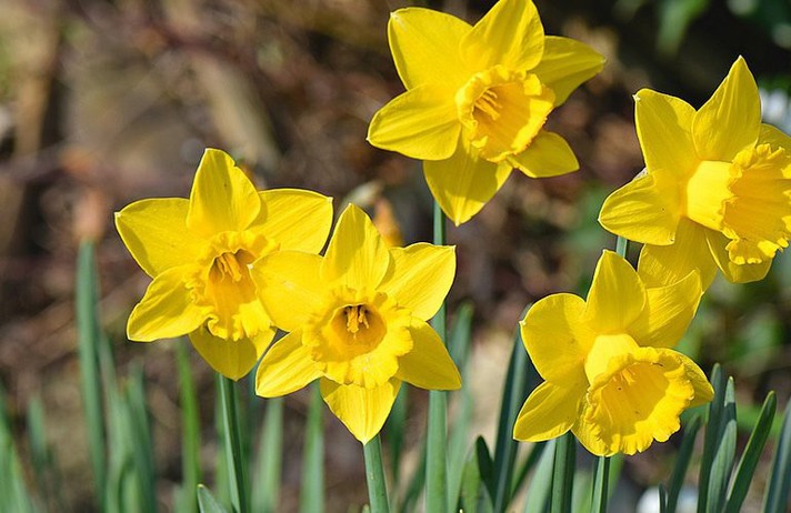 Munster - Fête des Jonquilles à Mittlach
