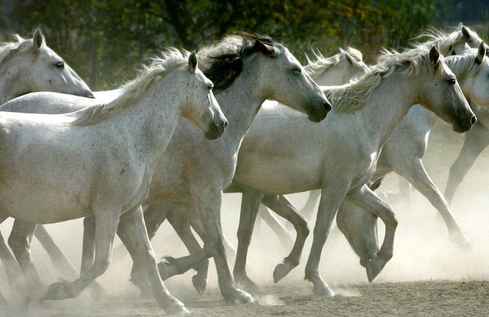 CAMARGUE - CROISIERE-REPAS A BORD DU MIREIO