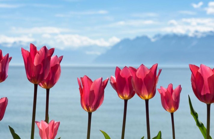 REPAS DE MIDI DE PÂQUES ET TULIPES À MORGES