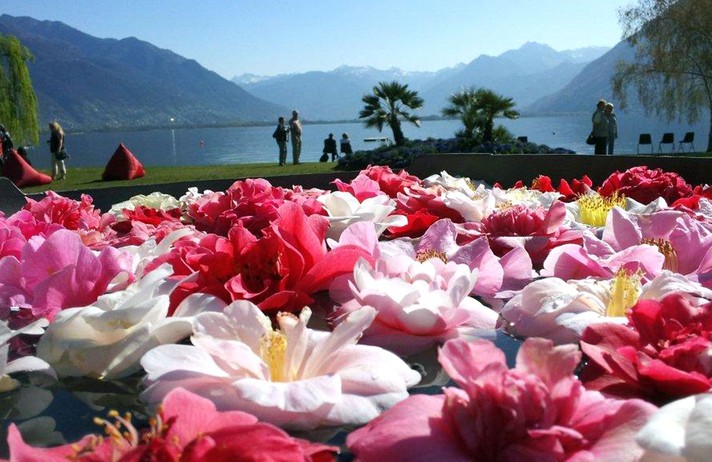 FÊTE DES CAMELIAS À LOCARNO