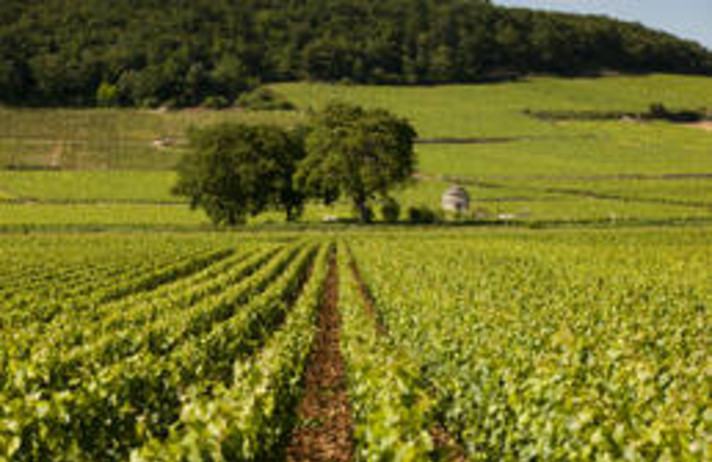 BEAUNE ET SON VIGNOBLE