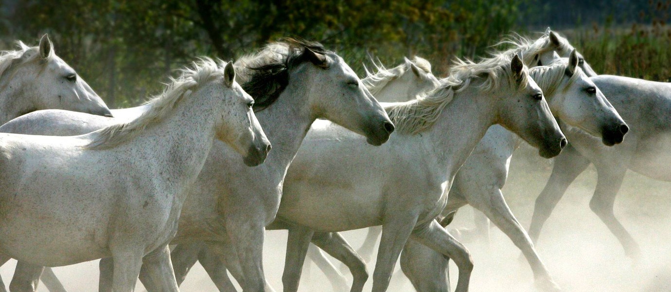 Camargue