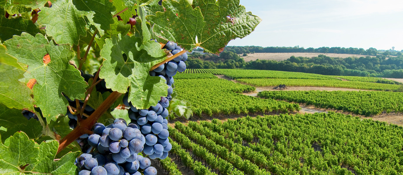 Grappe de raisin et vigne, paysage de France