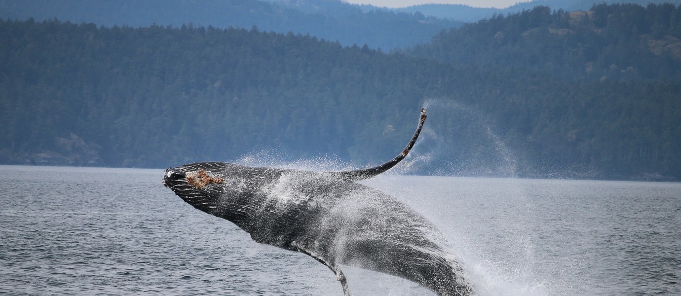 Humpback Whale