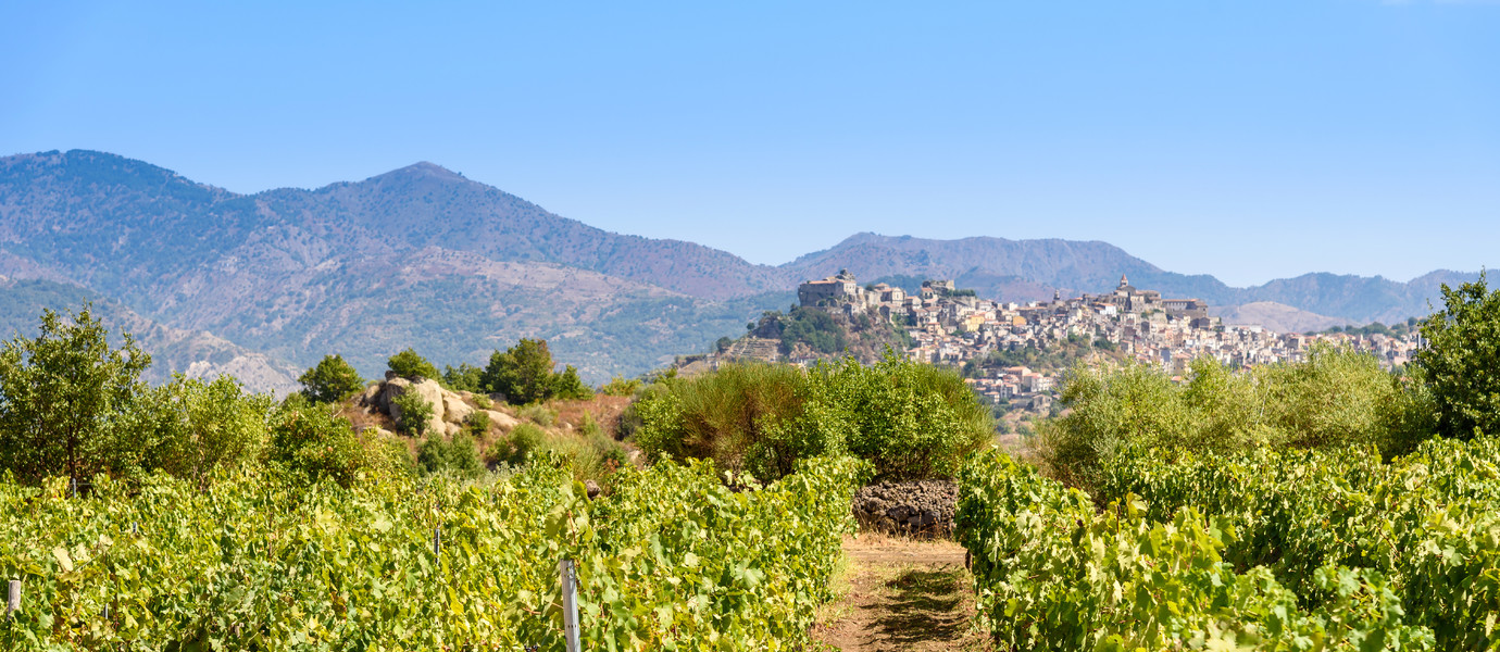 agriculture, country, countryside, etna, europe, farming, grapes, growth, harvest, italian, italy, land, landscape, mount, panorama, produce, season, seasonal, september, sicilian, sicily, summer, travel, vine, vineyard, wine